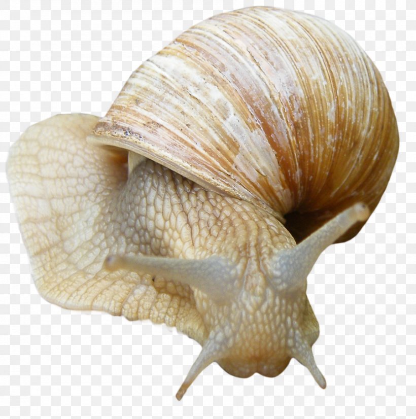 Snail Gastropods, PNG, 900x907px, Snail, Cockle, Conch, Conchology, Digital Image Download Free