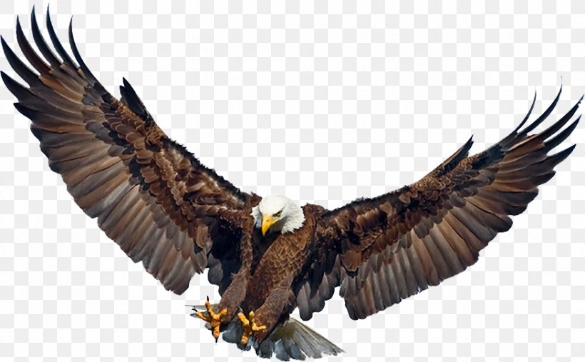 Bald Eagle Golden Eagle Eagle Flight Philippine Eagle, PNG, 876x542px, Bald Eagle, Accipitriformes, Animal, Beak, Bird Download Free