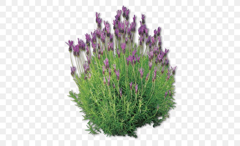 English Lavender French Lavender Plant Pianta Aromatica Lavandula Dentata, PNG, 500x500px, English Lavender, Chives, Color, Flower, Flowering Plant Download Free