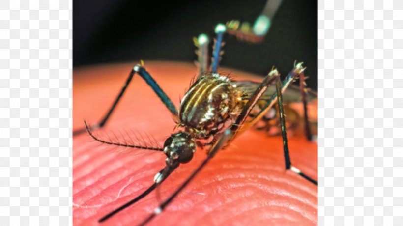Mosquito Insect Close-up, PNG, 1011x568px, Mosquito, Arthropod, Closeup, Insect, Invertebrate Download Free