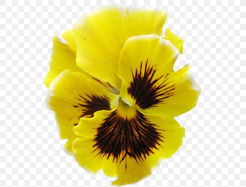 Pansy Clipping Path Clip Art, PNG, 538x623px, Pansy, Blue Rose, Clipping Path, Flower, Flowering Plant Download Free