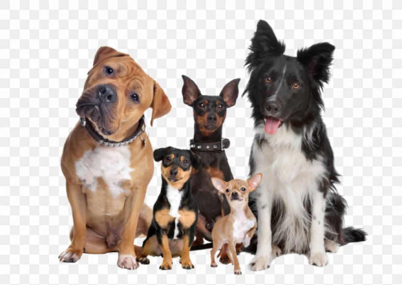 Bulldog United States Stock Photography Royalty-free, PNG, 1200x852px, Bulldog, Companion Dog, Dog, Dog Breed, Dog Breed Group Download Free