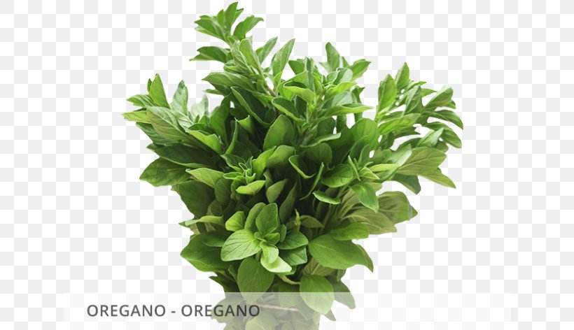 Spring Greens Herbalism Basil Leaf, PNG, 640x472px, Spring Greens, Basil, Fines Herbes, Flowerpot, Herb Download Free