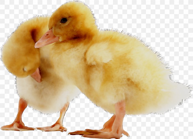 Duck American Pekin Chicken LinkedIn Feed Conversion Ratio, PNG, 2461x1781px, Duck, American Pekin, Beak, Beslenme, Bird Download Free
