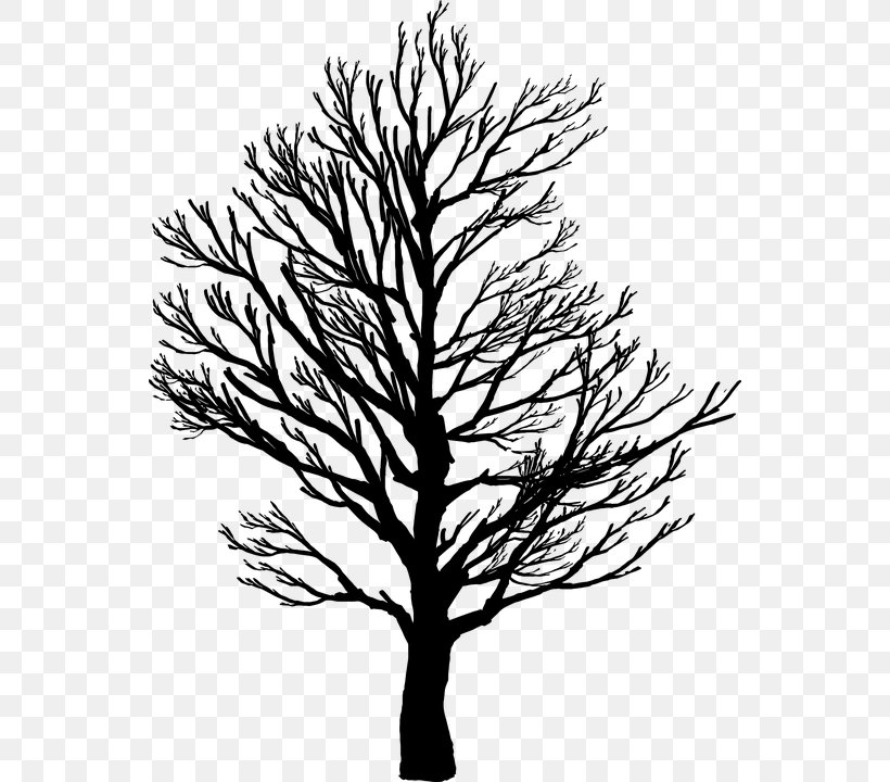 Tree Branch Clip Art, PNG, 546x720px, Tree, Birch, Black And White, Branch, Flowering Plant Download Free