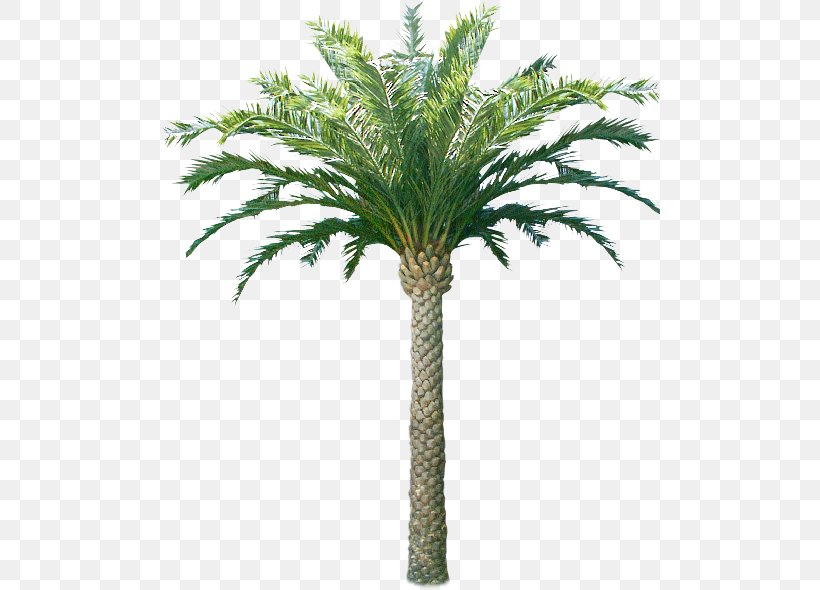 Arecaceae Coconut Oil Palms Tree Plant, PNG, 500x590px, Arecaceae, Arecales, Asian Palmyra Palm, Attalea Speciosa, Babassu Download Free