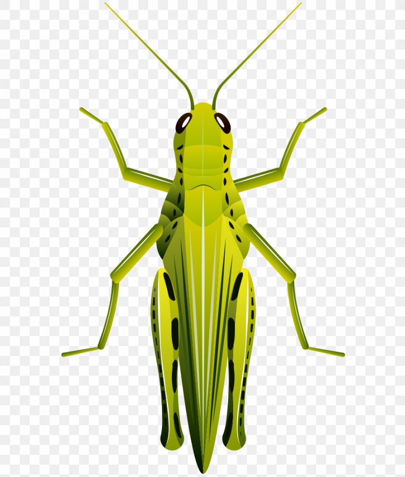 Beetle Grasshopper Clip Art, PNG, 905x1066px, Beetle, Art, Arthropod, Cricket Like Insect, Grasshopper Download Free