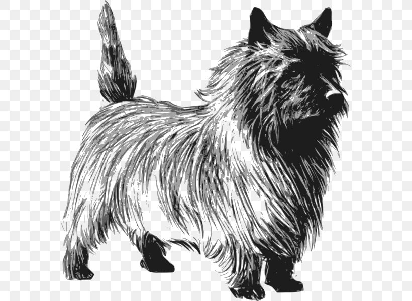 Cairn Terrier Rat Terrier Toto Clip Art, PNG, 576x599px, Cairn Terrier, Affenpinscher, Australian Silky Terrier, Black And White, Breed Download Free