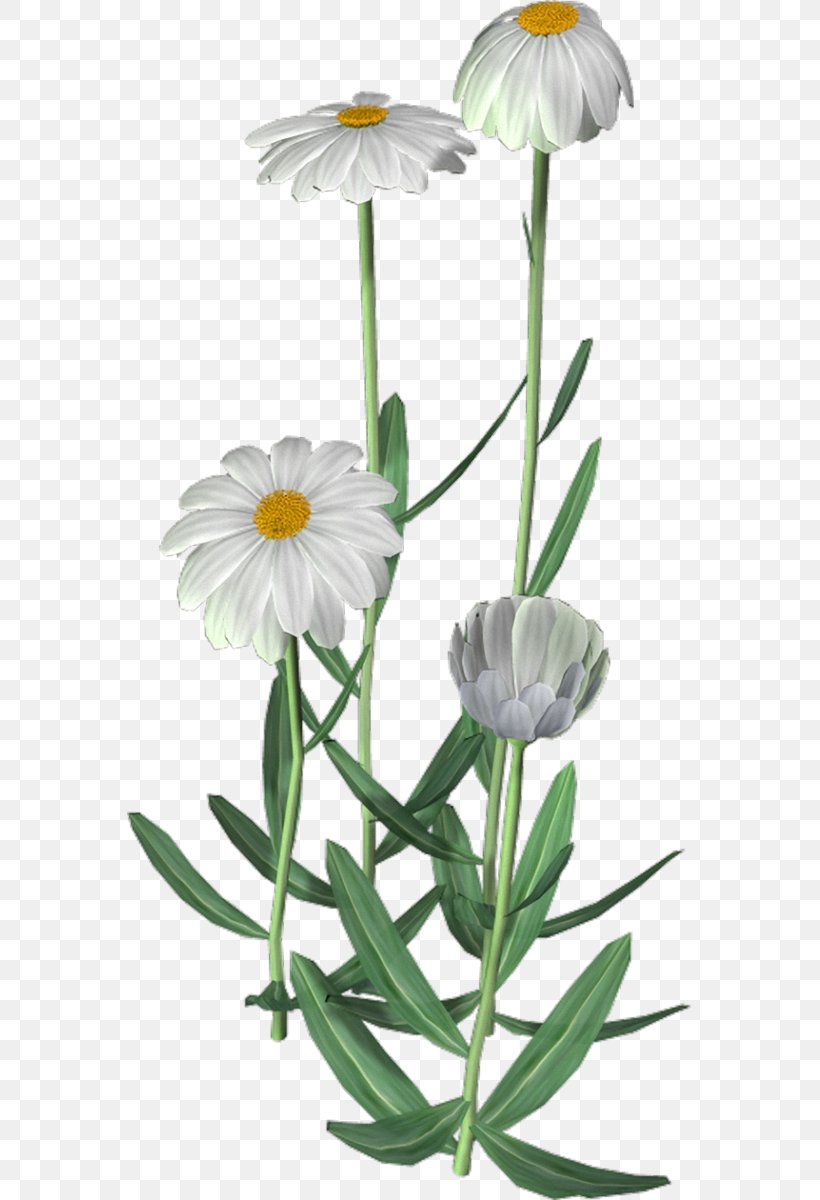 Cut Flowers Plant Stem Flowerpot Petal, PNG, 566x1200px, Cut Flowers, Daisy, Daisy Family, Flower, Flowering Plant Download Free
