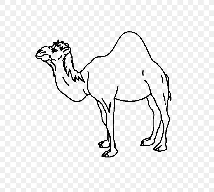 Download Bactrian Camel Coloring Page | Fortune Pro