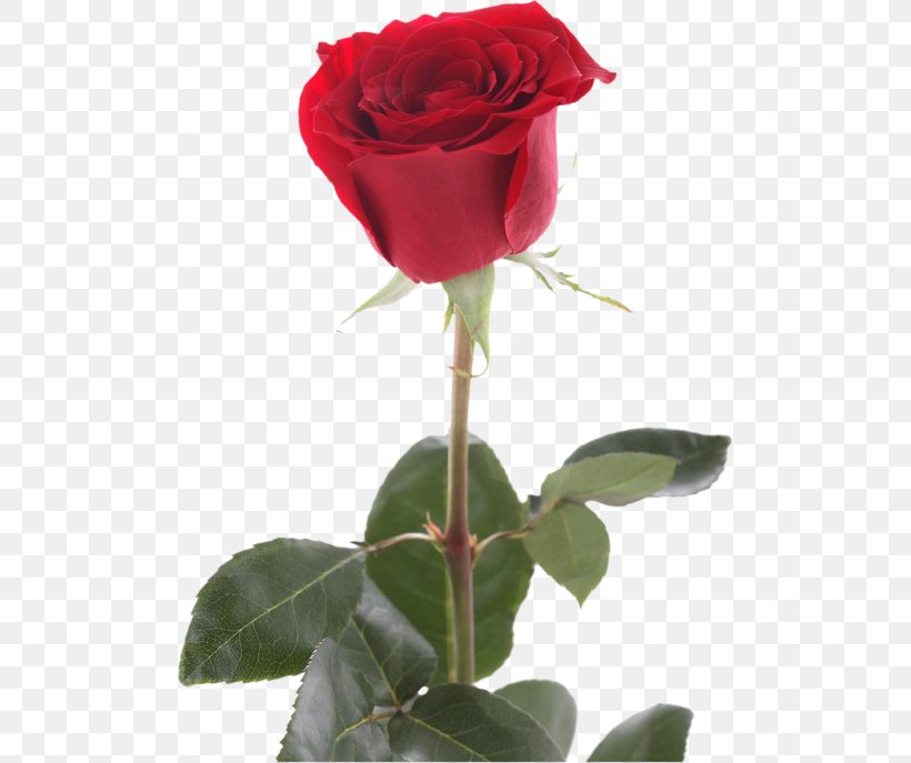 Garden Roses Cabbage Rose Rosacea Dermatology Rose Family, PNG, 500x687px, Garden Roses, Acne, Cabbage Rose, China Rose, Cut Flowers Download Free
