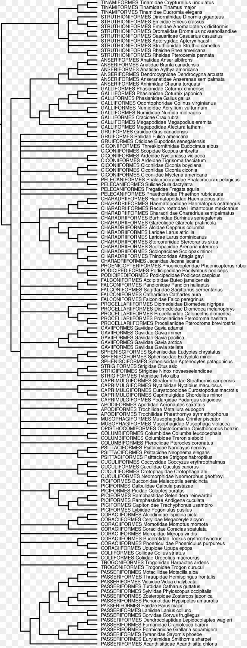 Phylogenetic Tree Phylogenetics Evolution Bird, PNG, 1055x2763px, Phylogenetic Tree, Area, Bird, Black And White, Diagram Download Free