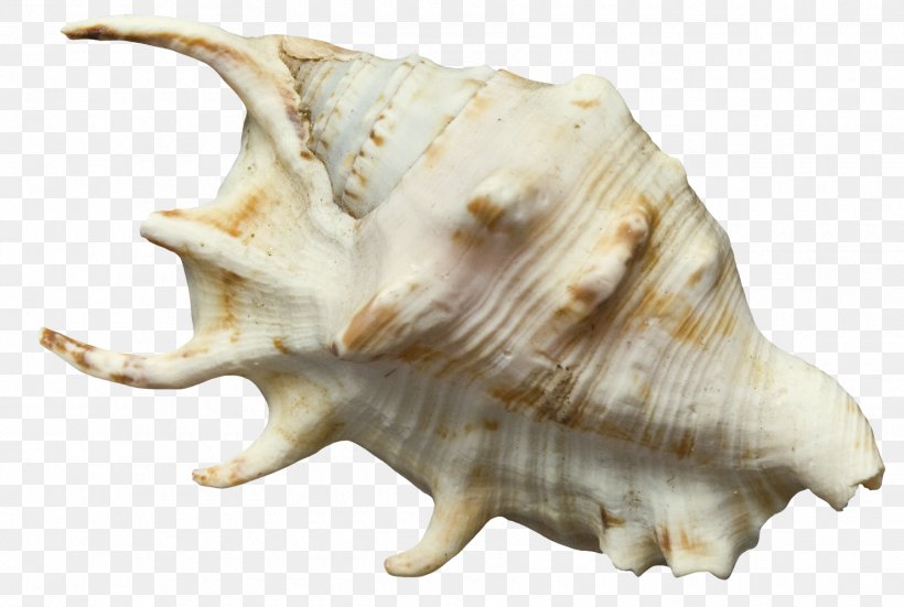Seashell Conch Clip Art, PNG, 1800x1211px, Seashell, Conch, Digital Scrapbooking, Microsoft Paint, Mollusc Shell Download Free