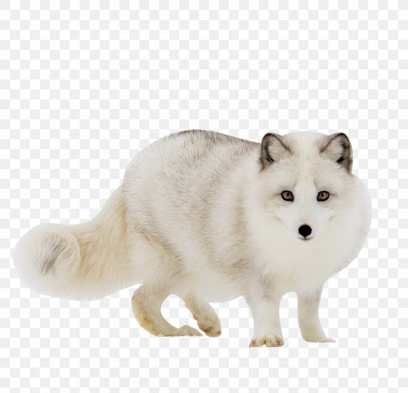 Arctic Fox Red Fox Gray Wolf, PNG, 2220x2143px, Arctic Fox, Animal, Arctic, Biome, Carnivoran Download Free