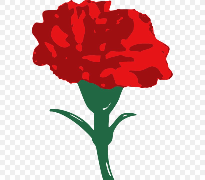 Carnation Drawing Clip Art, PNG, 563x720px, Carnation, Art, Artwork, Cut Flowers, Document Download Free