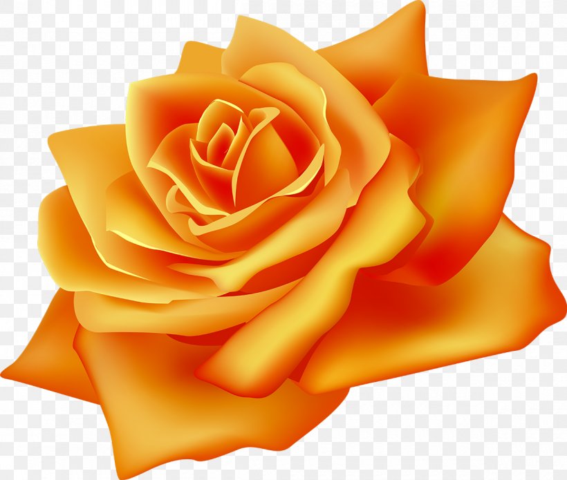 Flower Rosa Chinensis Desktop Wallpaper Clip Art, PNG, 1200x1018px, Flower, Cut Flowers, Floral Design, Garden Roses, Heart Download Free