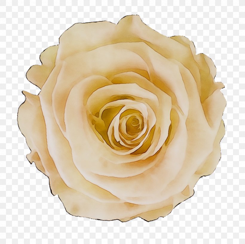 Garden Roses Cabbage Rose Floribunda Petal, PNG, 1037x1035px, Garden Roses, Artificial Flower, Beige, Cabbage Rose, Camellia Download Free