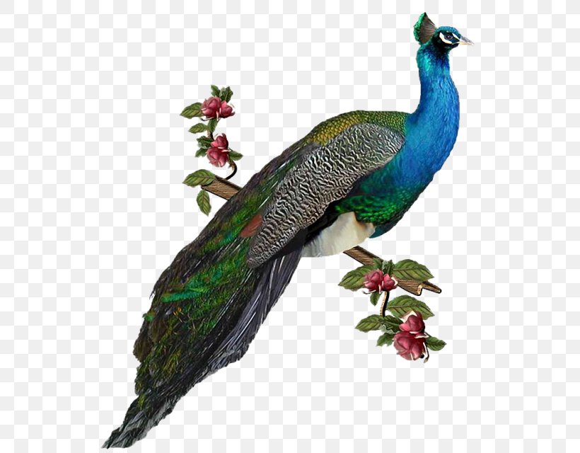 GIF Clip Art Peafowl Bird, PNG, 543x640px, Peafowl, Beak, Bird, Fauna, Feather Download Free