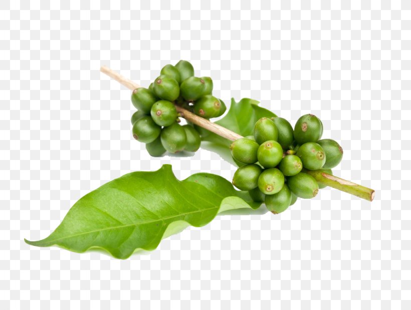 Instant Coffee Green Tea Garcinia Gummi-gutta Green Coffee Extract, PNG, 1024x775px, Coffee, Bean, Coffee Bean, Coffee Roasting, Drink Download Free