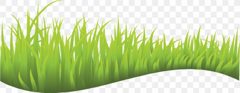 Lawn Royalty-free Clip Art, PNG, 979x379px, Lawn, Chrysopogon Zizanioides, Commodity, Drawing, Grass Download Free