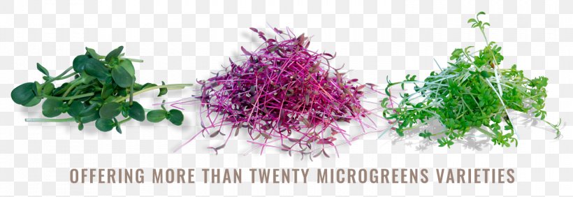 Microgreen Daikon Leaf Vegetable Garnish Ingredient, PNG, 1500x517px, Microgreen, Amaranth, Aquarium Decor, Daikon, Dish Download Free