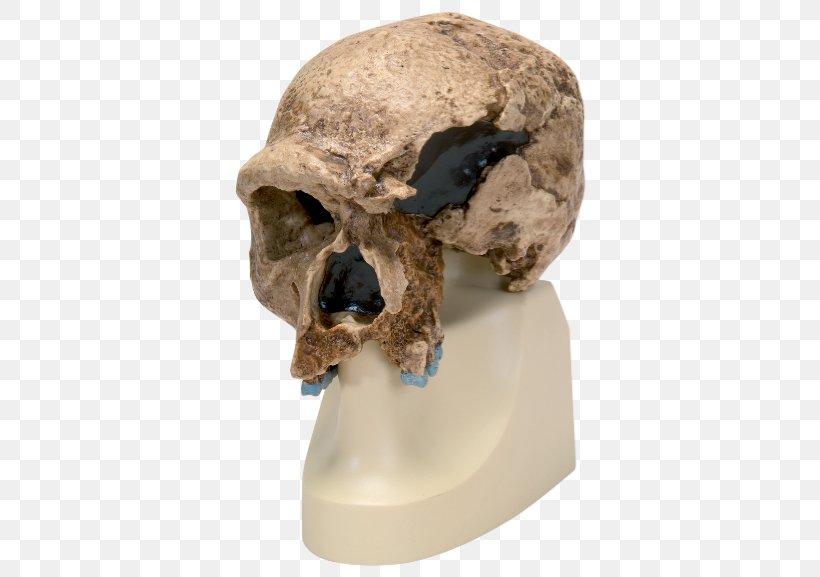 Neanderthal Chimpanzee Primate Homo Sapiens Skull, PNG, 460x577px, Neanderthal, Anatomy, Bone, Brain, Chimpanzee Download Free