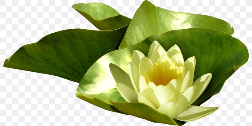 Pygmy Water-lily Nelumbo Nucifera Photography, PNG, 800x413px, Pygmy Waterlily, Digital Image, Flower, Flowering Plant, Leaf Download Free