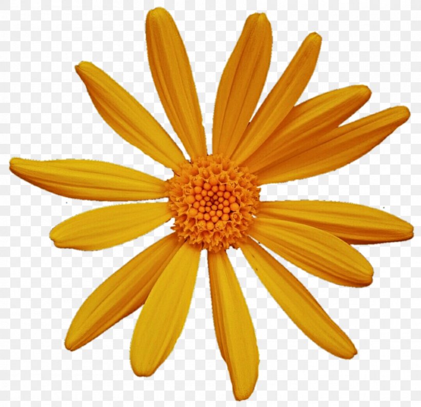 Common Daisy Oxeye Daisy Argyranthemum Frutescens Chrysanthemum Petal, PNG, 909x879px, Common Daisy, Argyranthemum Frutescens, Calendula, Chrysanthemum, Chrysanths Download Free