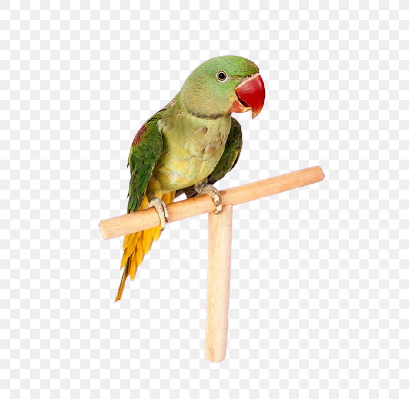 Parrot Lovebird Budgerigar Macaw, PNG, 800x800px, Parrot, Animal, Beak, Bird, Bird Supply Download Free
