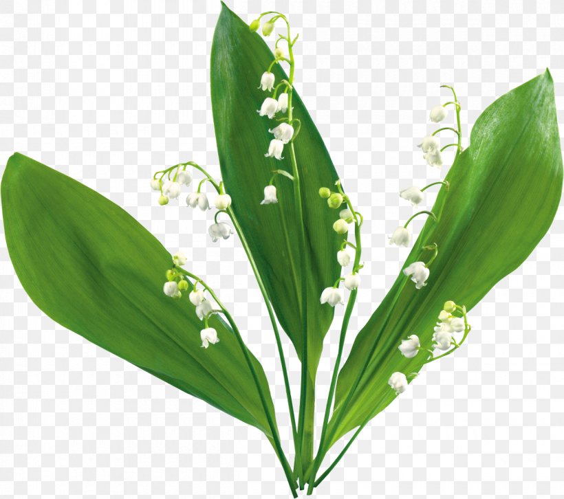Animation Flower Lily Of The Valley Clip Art, PNG, 1200x1063px, Animation, Cartoon, Film, Flower, Flower Bouquet Download Free