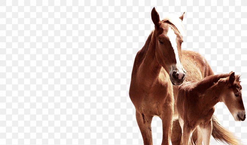 Horse Rein Pellet Fuel Halter Foal, PNG, 1218x715px, Horse, Bridle, Colt, Equestrian Centre, Foal Download Free