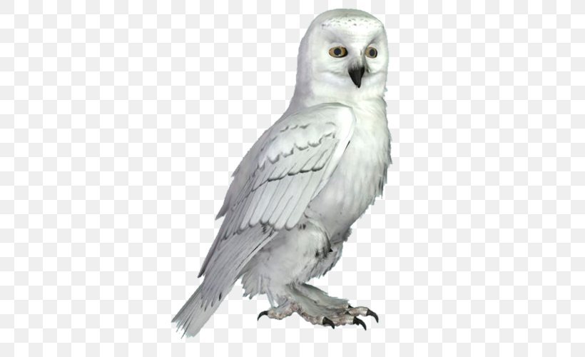 Little Owl Bird Snowy Owl, PNG, 500x500px, Owl, Animal, Barn Owl, Beak, Bird Download Free