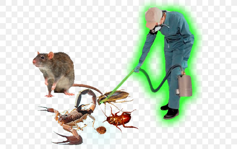 Rat Pest Control Business Service, PNG, 600x516px, Rat, Bedbug, Business, Business Plan, Cockroach Download Free