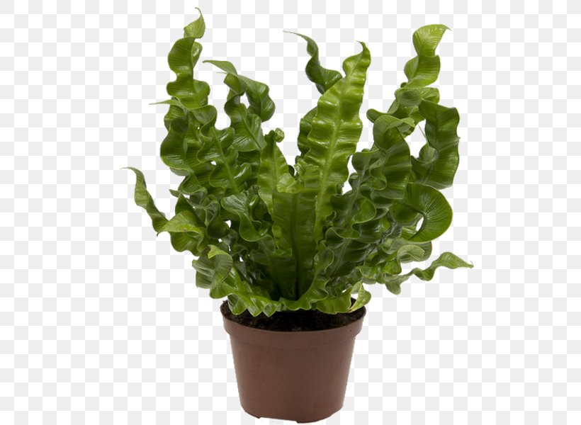 Asplenium Antiquum Asplenium Nidus Houseplant Vascular Plant, PNG, 600x600px, Asplenium Antiquum, Alocasia, Aphelandra, Aphelandra Squarrosa, Aspidistra Download Free