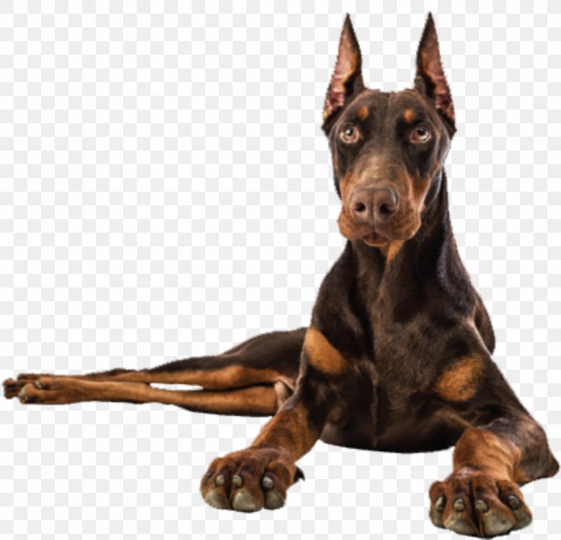 Dobermann German Pinscher Manchester Terrier Dog Breed Guard Dog, PNG, 1300x1252px, Dobermann, Breed, Carnivoran, Coat, Collar Download Free