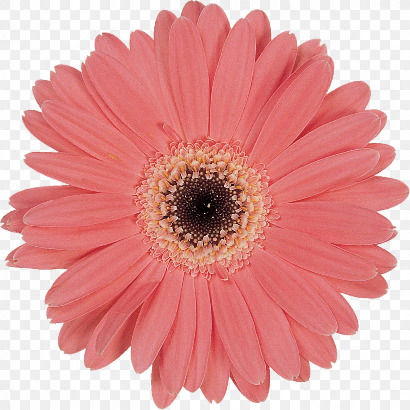Transvaal Daisy O’zapft Is! Oktoberfest Cut Flowers Paper, PNG, 1200x1200px, Transvaal Daisy, Amaryllis, Asterales, Cake, Chrysanthemum Download Free