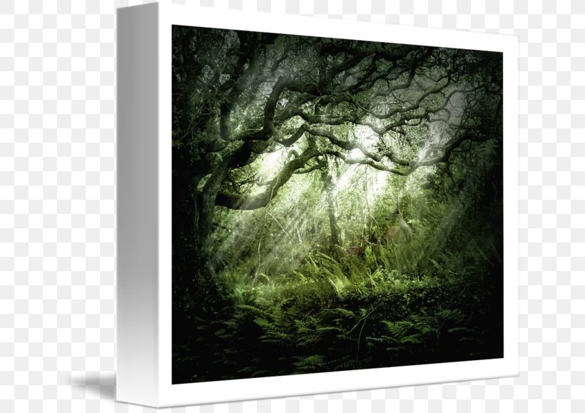 Tree Landscape Desktop Wallpaper Biome Stock Photography, PNG, 650x579px, Tree, Biome, Computer, Ecosystem, Forest Download Free