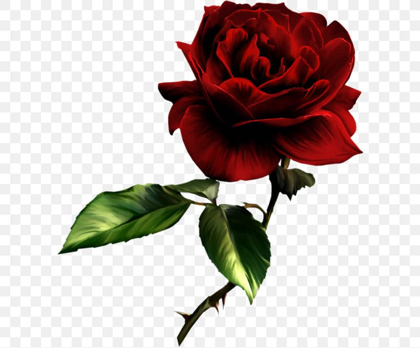 Rose Painting Red Clip Art, PNG, 600x681px, Rose, Art, China Rose, Color, Cut Flowers Download Free
