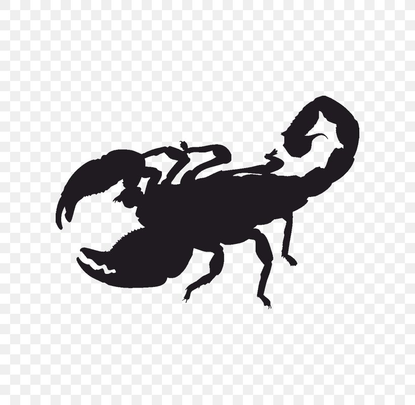 Scorpion Sticker Decal Image Text, PNG, 800x800px, Scorpion, Antenna, Arthropod, Black And White, Car Download Free