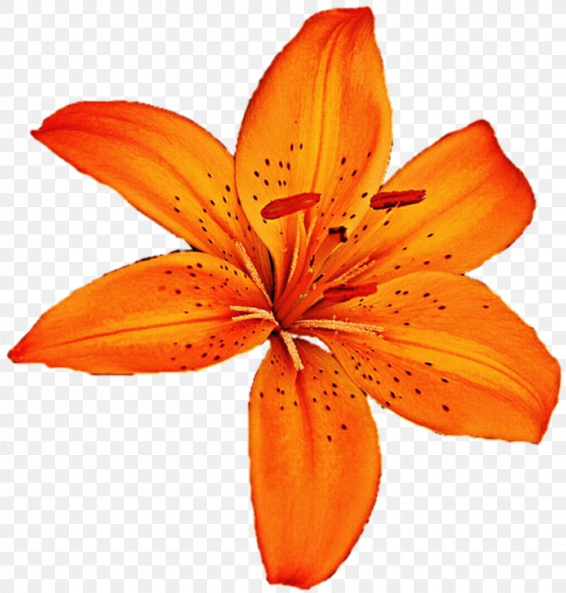 Tiger Lily Clip Art Illustration Orange Lily Image, PNG, 873x916px, Tiger Lily, Daylily, Drawing, Easter Lily, Flower Download Free