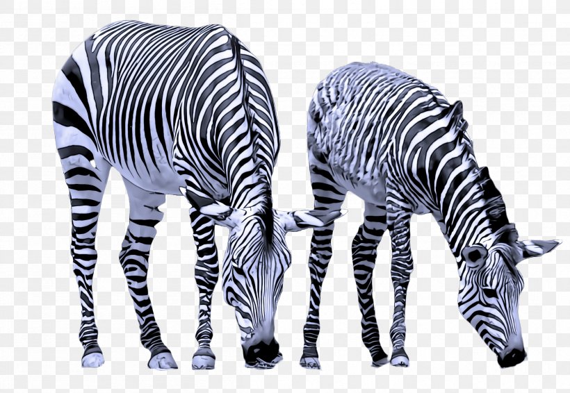 Zebra Wildlife Animal Figure Black-and-white, PNG, 2408x1664px, Zebra, Animal Figure, Blackandwhite, Wildlife Download Free