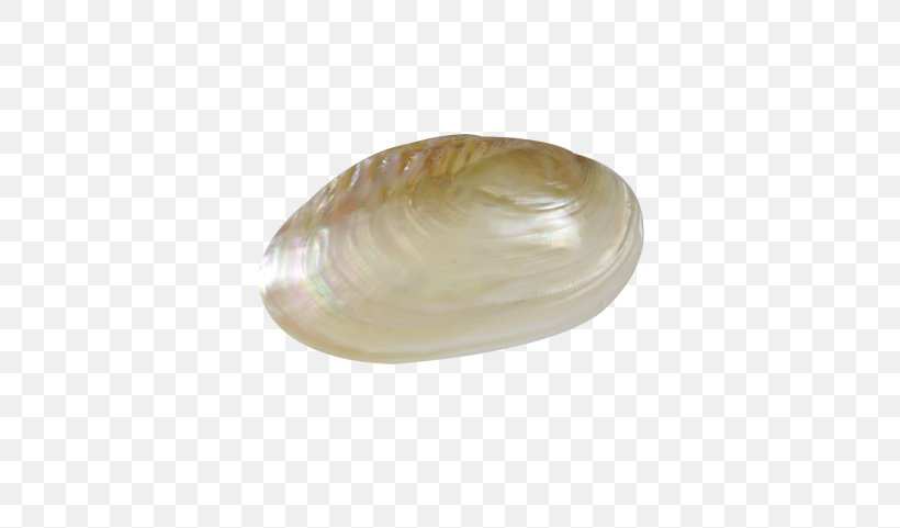 Clam Cockle Oyster Mussel Seashell, PNG, 400x481px, Clam, Clams Oysters Mussels And Scallops, Cockle, Conch, Conchology Download Free
