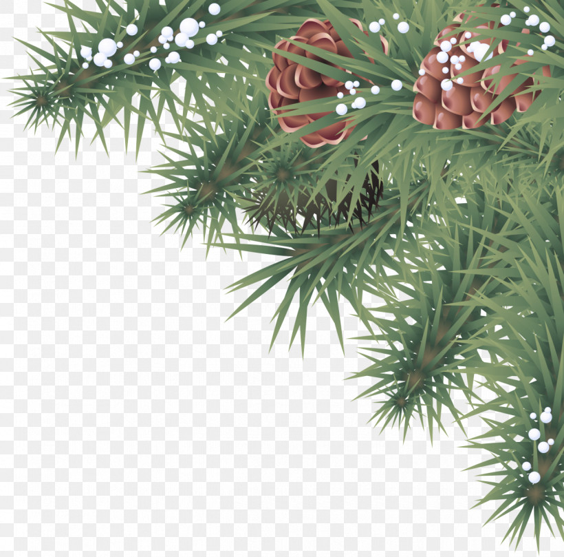 Columbian Spruce Yellow Fir White Pine Balsam Fir Shortleaf Black Spruce, PNG, 1221x1206px, Columbian Spruce, Balsam Fir, Canadian Fir, Lodgepole Pine, Oregon Pine Download Free