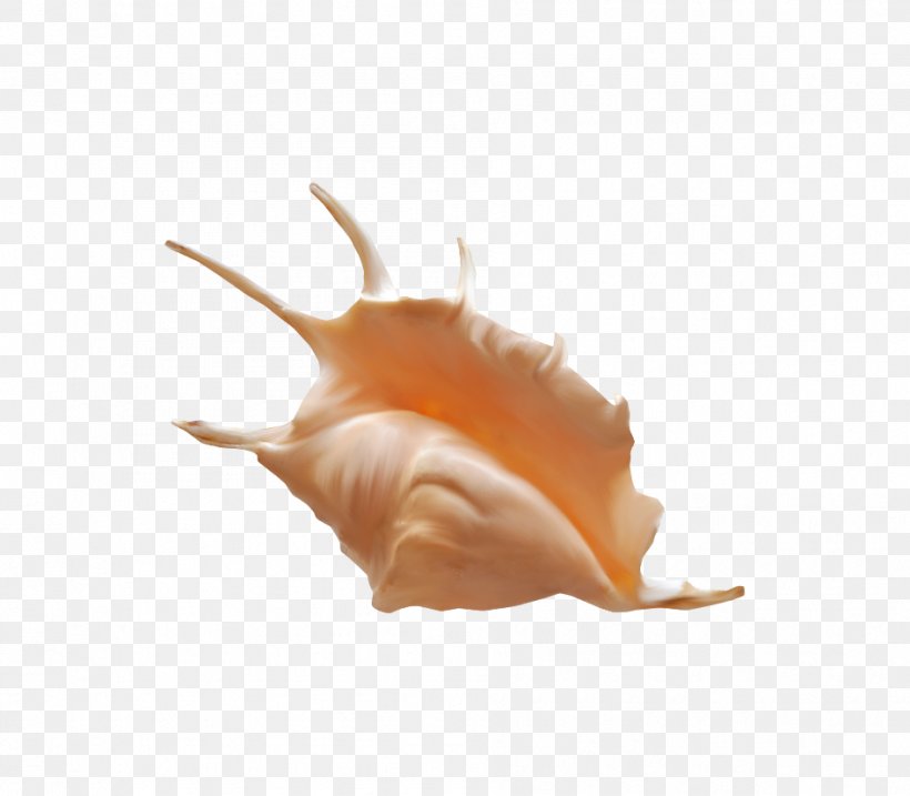 Sea Snail Conch, PNG, 945x827px, Sea Snail, Conch, Conchology, Google Images, Orange Download Free