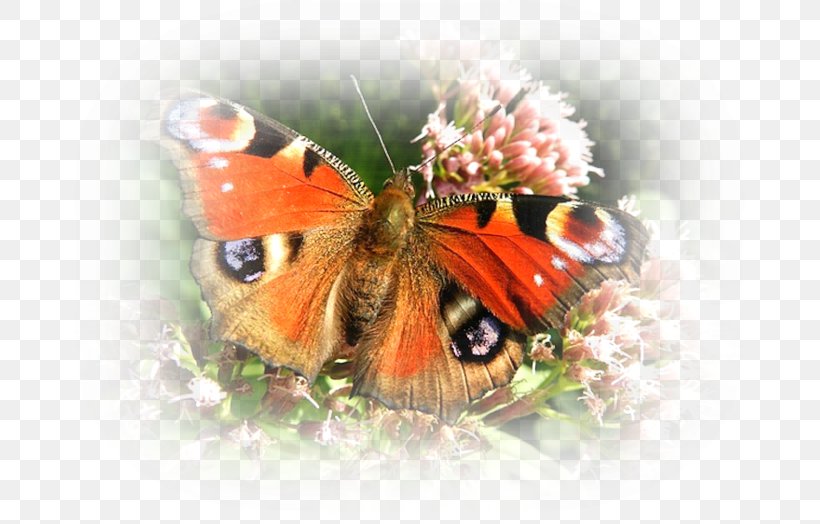 Butterfly, PNG, 699x524px, Watercolor, Cartoon, Flower, Frame, Heart Download Free