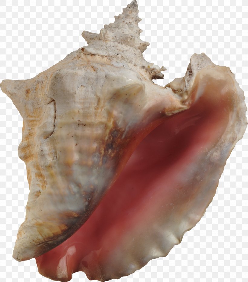 Conch Seashell Hotel Essay Travel, PNG, 1729x1966px, Seashell, Clams Oysters Mussels And Scallops, Conch, Conchology, Jaw Download Free