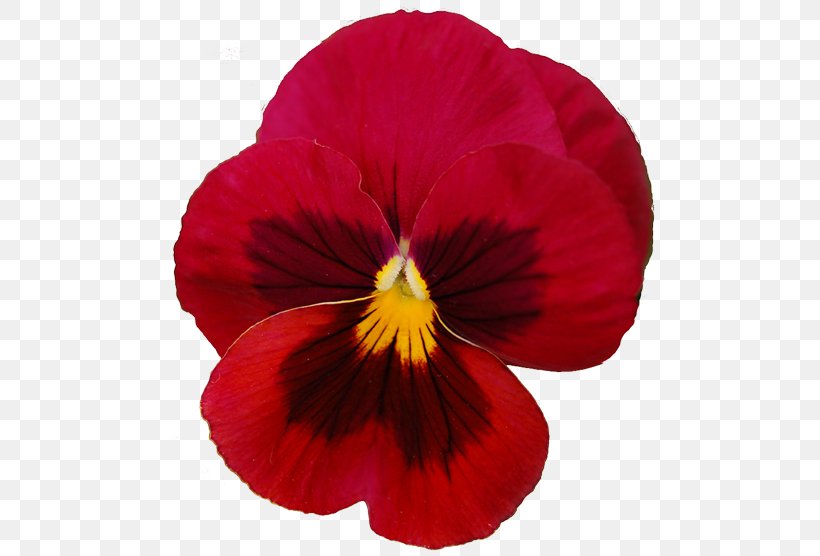Pansy Violet Flower Red Clip Art, PNG, 500x556px, Pansy, Annual Plant, Blue, Color, Flower Download Free
