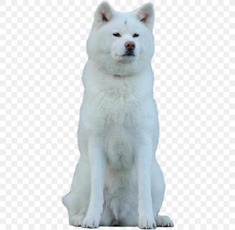 Pungsan Dog Akita Canadian Eskimo Dog Hokkaido Dog Kishu, PNG, 400x801px, Pungsan Dog, Akita, Akita Inu, American Akita, Brindle Download Free