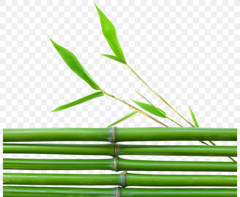 Tropical Woody Bamboos Leaf Grasses Lucky Bamboo Plant, PNG, 800x674px, Tropical Woody Bamboos, Bamboo Charcoal, Bamboo Painting, Bamboo Weaving, Grass Download Free