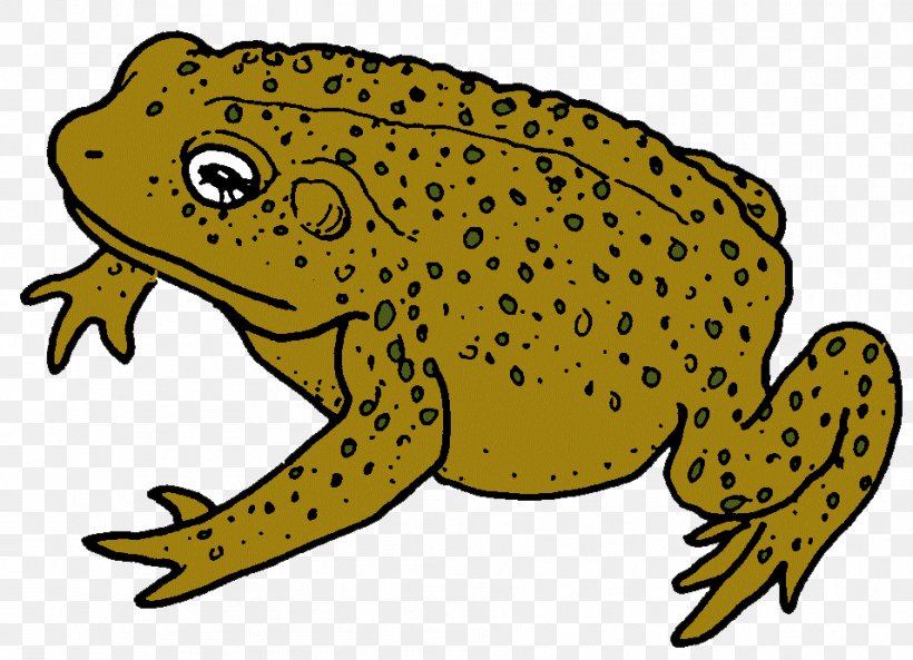 American Bullfrog True Frog Toad Reptile, PNG, 956x692px, American Bullfrog, Amphibian, Animal, Bullfrog, Fauna Download Free